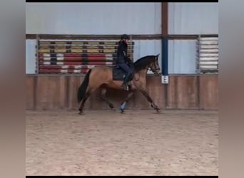 PRE Mix, Mare, 10 years, 14.3 hh, Overo-all-colors