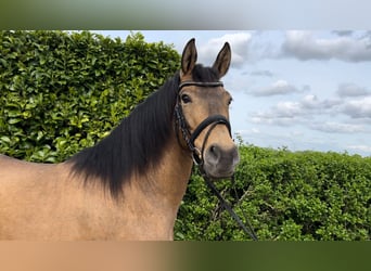 PRE Mix, Mare, 10 years, 14.3 hh, Overo-all-colors