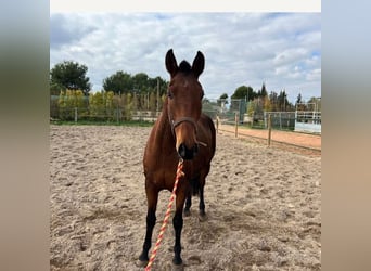 PRE, Mare, 10 years, 15,1 hh, Brown