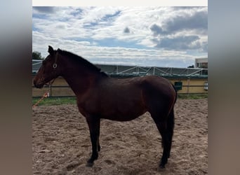 PRE, Mare, 10 years, 15,1 hh, Brown