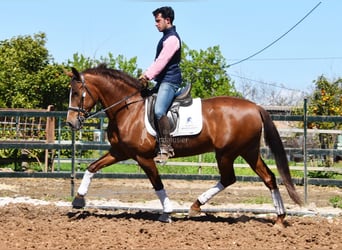PRE, Mare, 10 years, 15.2 hh, Chestnut-Red