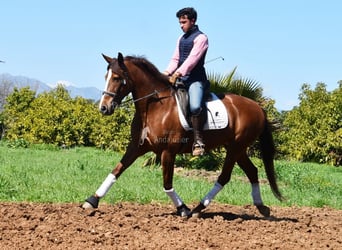 PRE, Mare, 10 years, 15.2 hh, Chestnut-Red