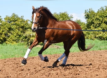 PRE, Mare, 10 years, 15.2 hh, Chestnut-Red