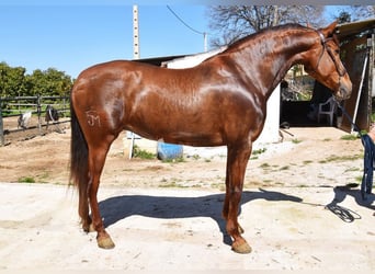 PRE, Mare, 10 years, 15.2 hh, Chestnut-Red