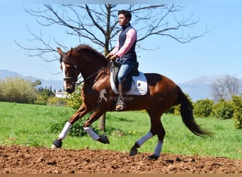 PRE, Mare, 10 years, 15.2 hh, Chestnut-Red
