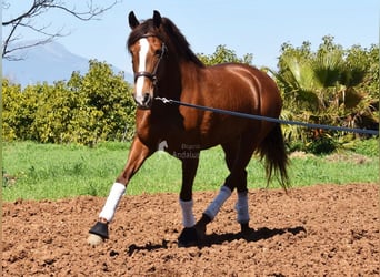 PRE, Mare, 10 years, 15.2 hh, Chestnut-Red
