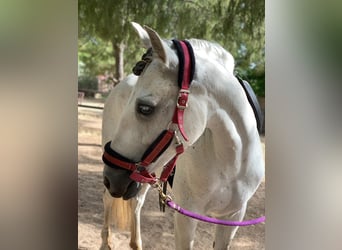 PRE, Mare, 10 years, 15,2 hh, Gray