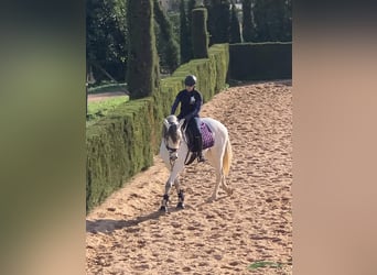 PRE, Mare, 10 years, 15,2 hh, Gray