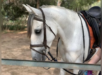 PRE, Mare, 10 years, 15,2 hh, Gray