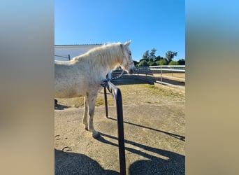 PRE, Mare, 10 years, 15,2 hh, Gray-Fleabitten