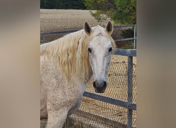 PRE, Mare, 10 years, 15,2 hh, Gray-Fleabitten