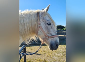 PRE, Mare, 10 years, 15,2 hh, Gray-Fleabitten