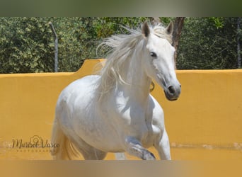 PRE, Mare, 10 years, 15,2 hh, Gray-Fleabitten