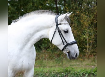 PRE, Mare, 10 years, 15,2 hh, Gray