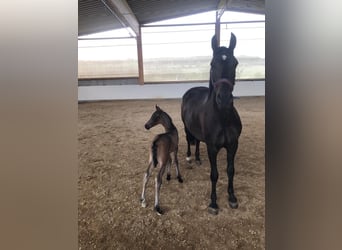 PRE Mix, Mare, 10 years, 15 hh, Bay-Dark