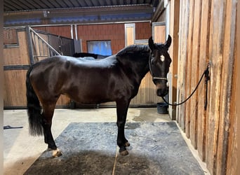 PRE Mix, Mare, 10 years, 15 hh, Bay-Dark