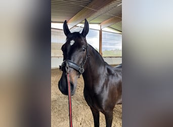 PRE Mix, Mare, 10 years, 15 hh, Bay-Dark