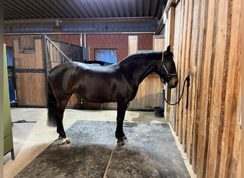 PRE Mix, Mare, 10 years, 15 hh, Bay-Dark