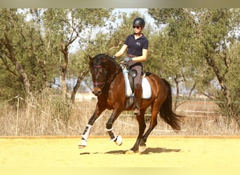 PRE, Mare, 10 years, 15,1 hh, Bay-Dark