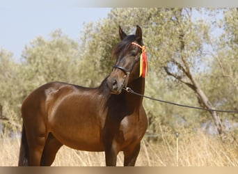 PRE Mix, Mare, 10 years, 15,1 hh, Bay-Dark