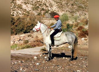 PRE Mix, Mare, 10 years, 15,1 hh, Grey