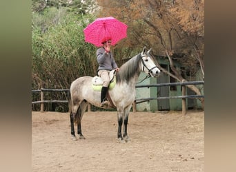 PRE Mix, Mare, 10 years, 15,1 hh, Grey