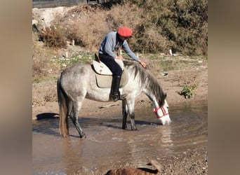 PRE Mix, Mare, 10 years, 15,1 hh, Grey
