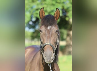 PRE Mix, Mare, 10 years, 15,2 hh, Brown