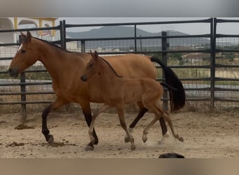 PRE Mix, Mare, 10 years, 15,2 hh, Brown-Light