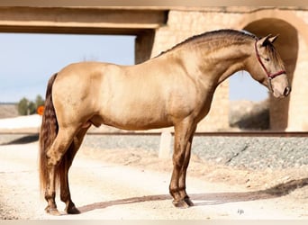 PRE Mix, Mare, 10 years, 15,2 hh, Brown-Light