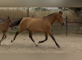 PRE Mix, Mare, 10 years, 15,2 hh, Brown-Light