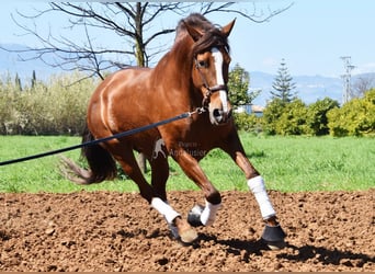 PRE, Mare, 10 years, 15,2 hh, Chestnut-Red