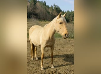 PRE, Mare, 10 years, 15,2 hh, Palomino