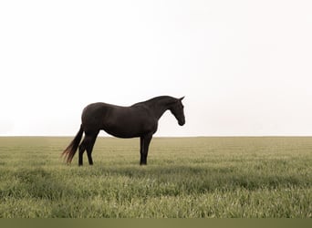 PRE, Mare, 10 years, 16.1 hh