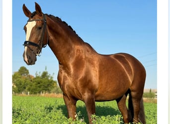 PRE Mix, Mare, 10 years, 16,2 hh, Chestnut