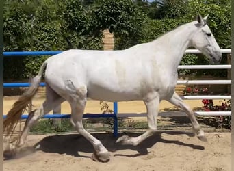 PRE, Mare, 10 years, 16,2 hh, Gray