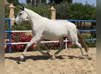 PRE, Mare, 10 years, 16,2 hh, Gray