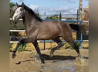 PRE, Mare, 10 years, 16,2 hh, Gray