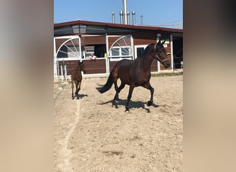 PRE Mix, Mare, 10 years, 16 hh, Brown