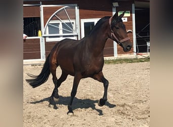 PRE Mix, Mare, 10 years, 16 hh, Brown