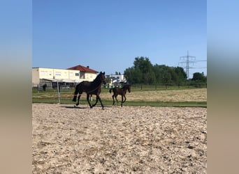 PRE Mix, Mare, 10 years, 16 hh, Brown