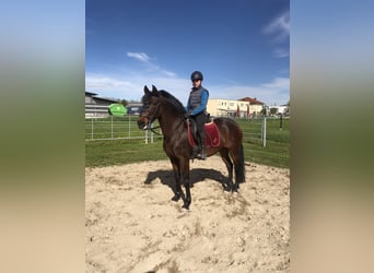 PRE Mix, Mare, 10 years, 16 hh, Brown