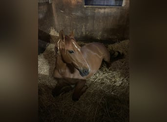 PRE Mix, Mare, 10 years, 16 hh, Chestnut-Red