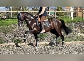 PRE, Mare, 10 years, 16 hh