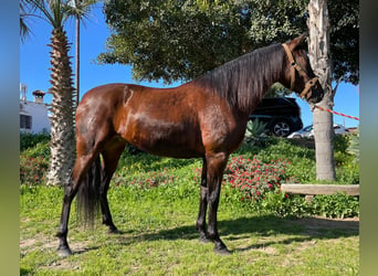 PRE, Mare, 10 years, 16 hh