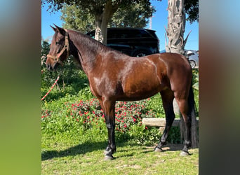 PRE, Mare, 10 years, 16 hh