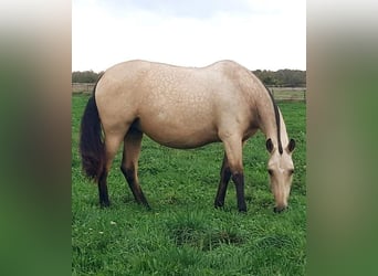 PRE, Mare, 10 years, 16 hh, Dun