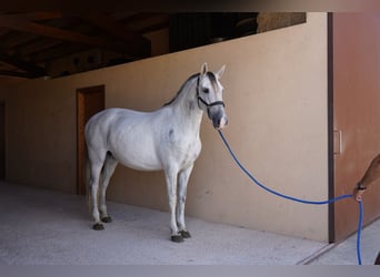 PRE, Mare, 10 years, 16 hh, Gray