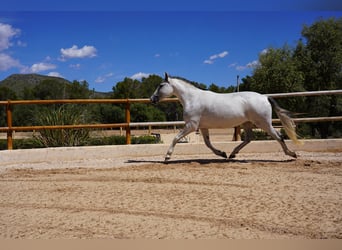 PRE, Mare, 10 years, 16 hh, Gray