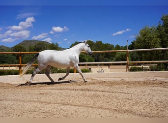 PRE, Mare, 10 years, 16 hh, Gray